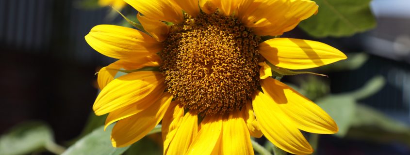 Sonntags Hof Langenfeld Bohnen Selberpflücken Sonnenblume