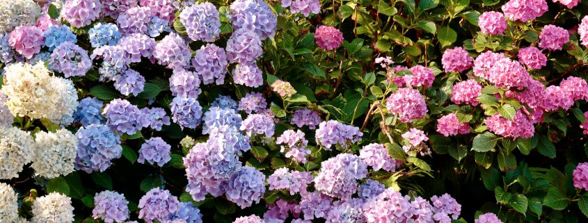 Sonntags Hof Langenfeld Bohnen Selberpflücken Garten