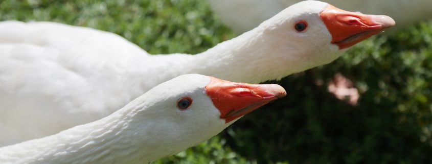 Sonntags Hof Langenfeld Bohnen Selberpflücken Gänse